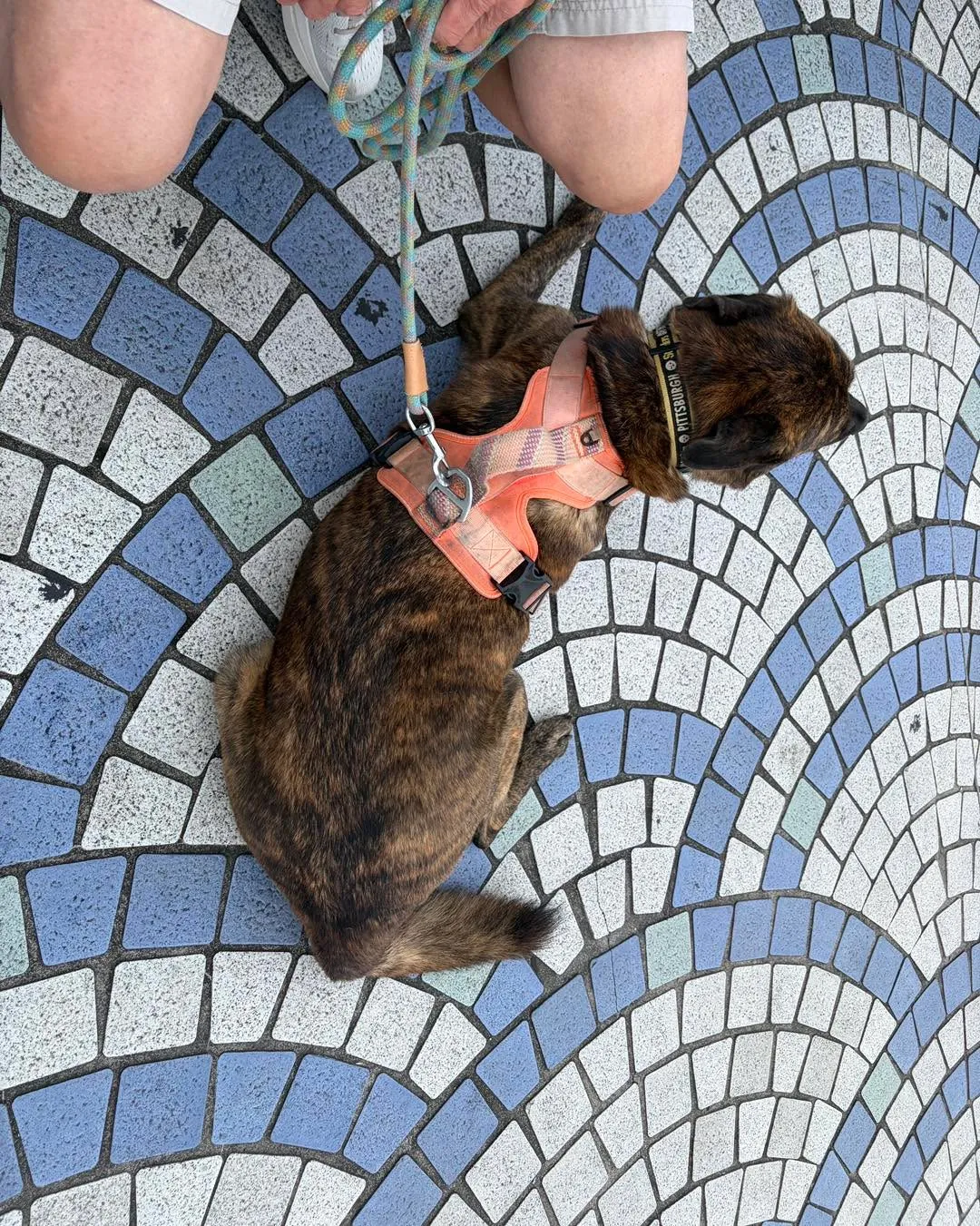 【アメリカから帰国した大型犬ティガーちゃん🐾 無事に奈良へ到...