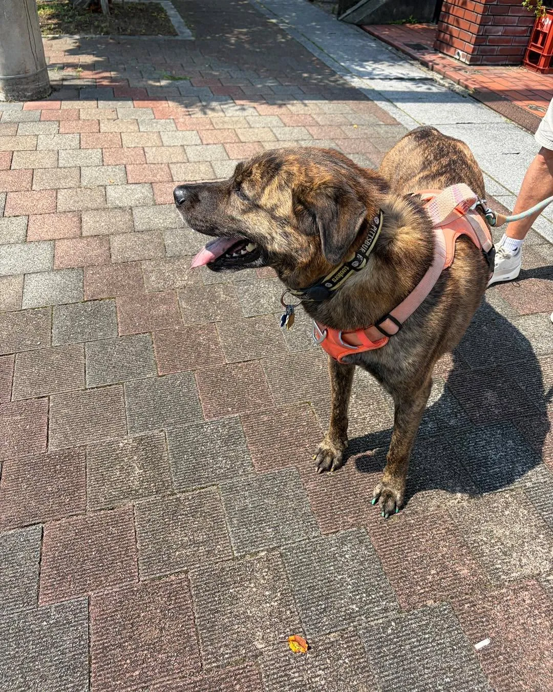【アメリカから帰国した大型犬ティガーちゃん🐾 無事に奈良へ到...