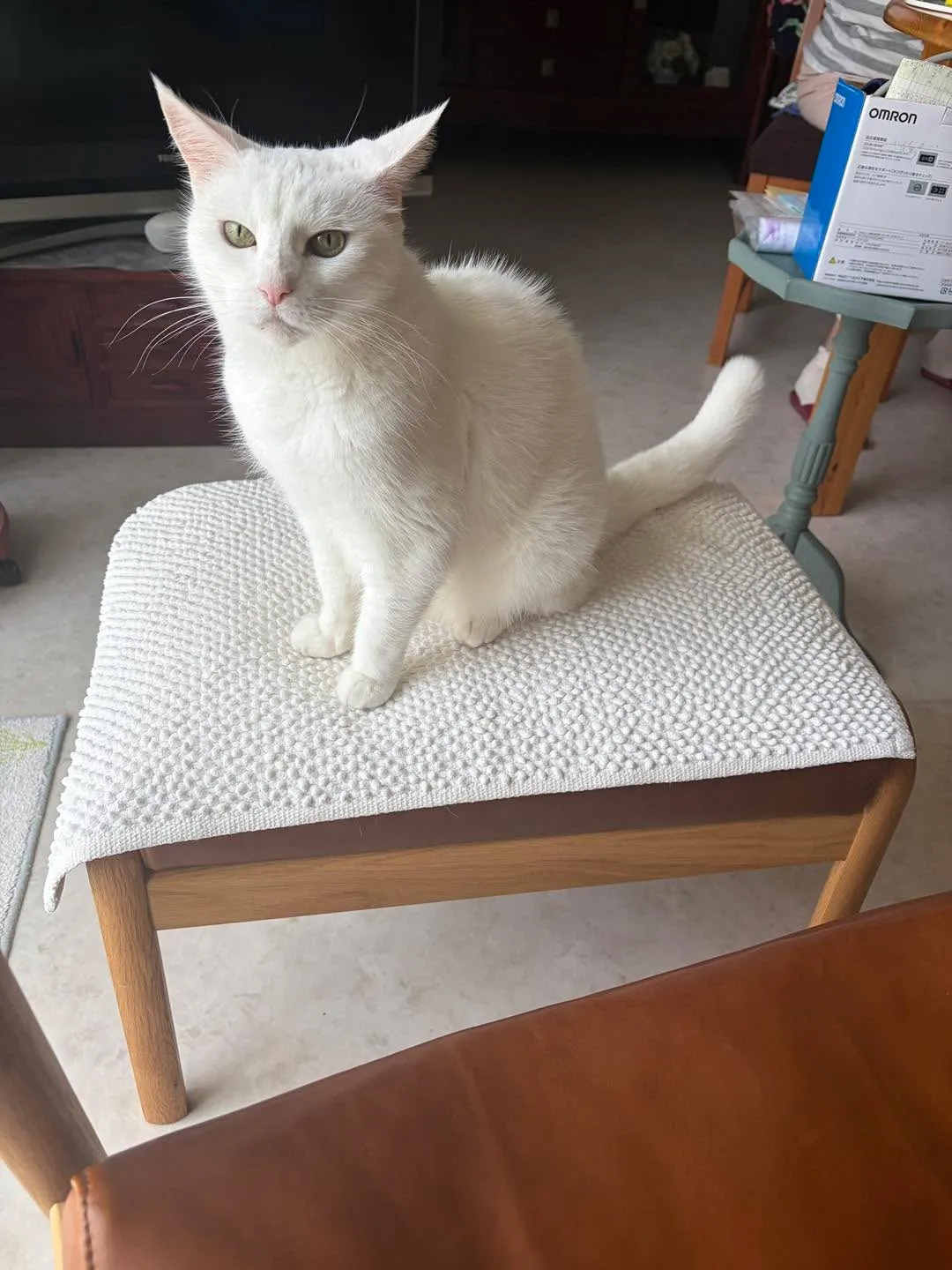 🐈🇦🇺 オーストラリアからシンガポールへ。