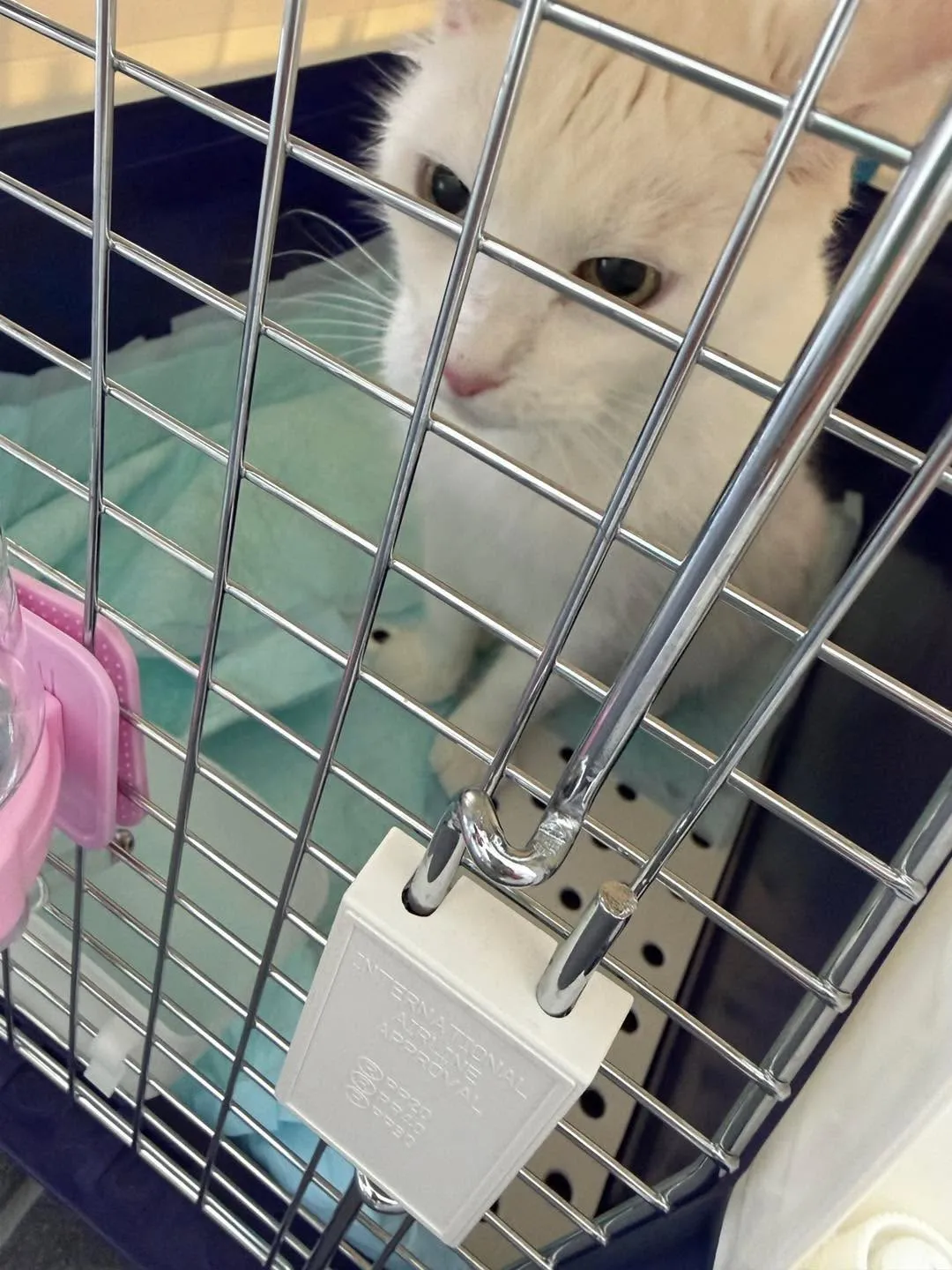 🐈🇦🇺 オーストラリアからシンガポールへ。