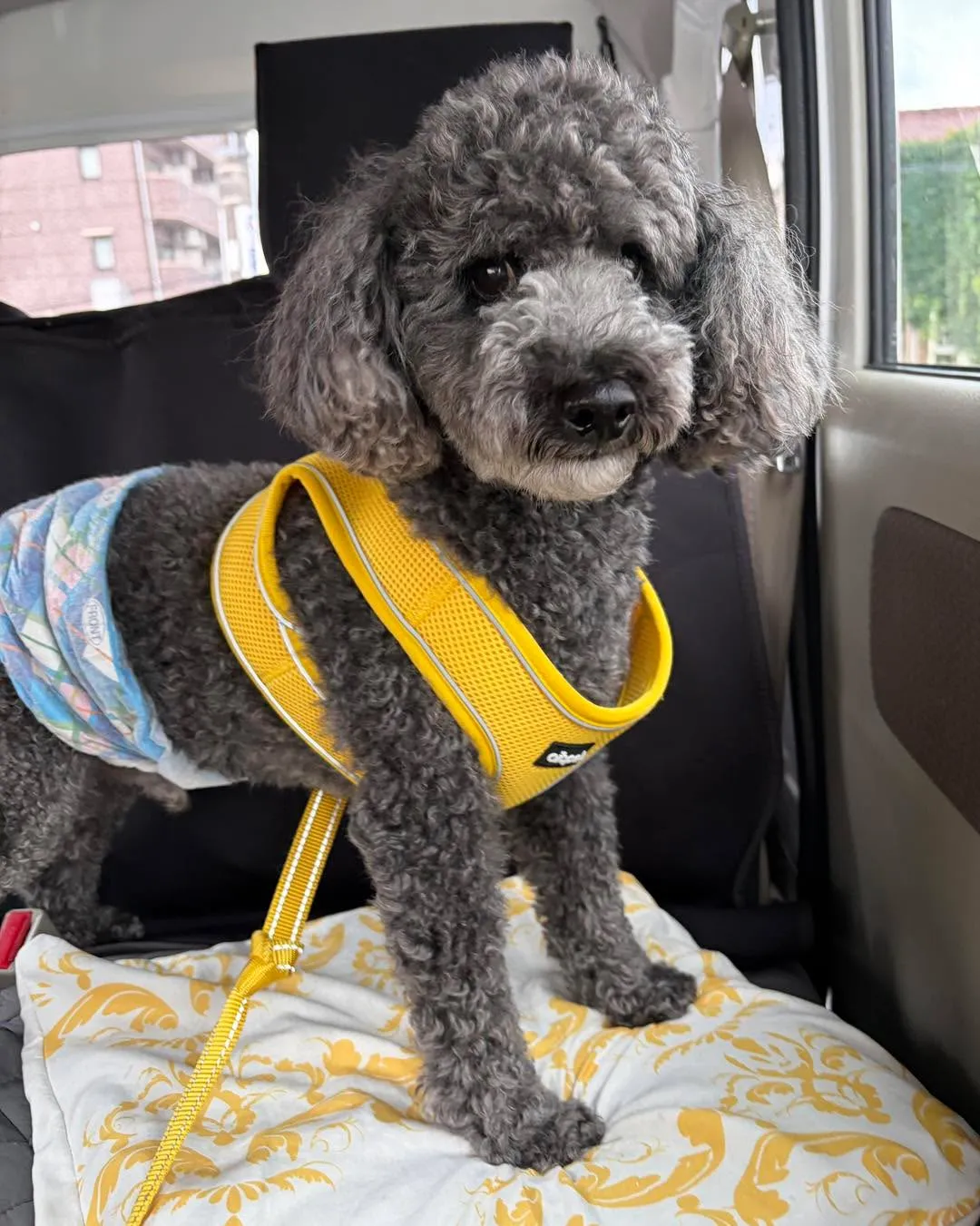 🐩🦷 トイプードルのくーちゃん、歯科指導へ