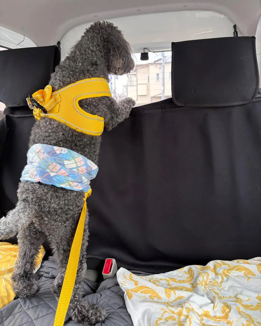 🐩🦷 トイプードルのくーちゃん、歯科指導へ