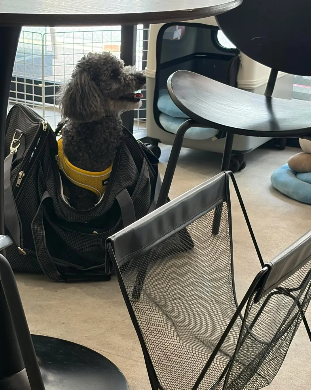 🐩🦷 トイプードルのくーちゃん、歯科指導へ