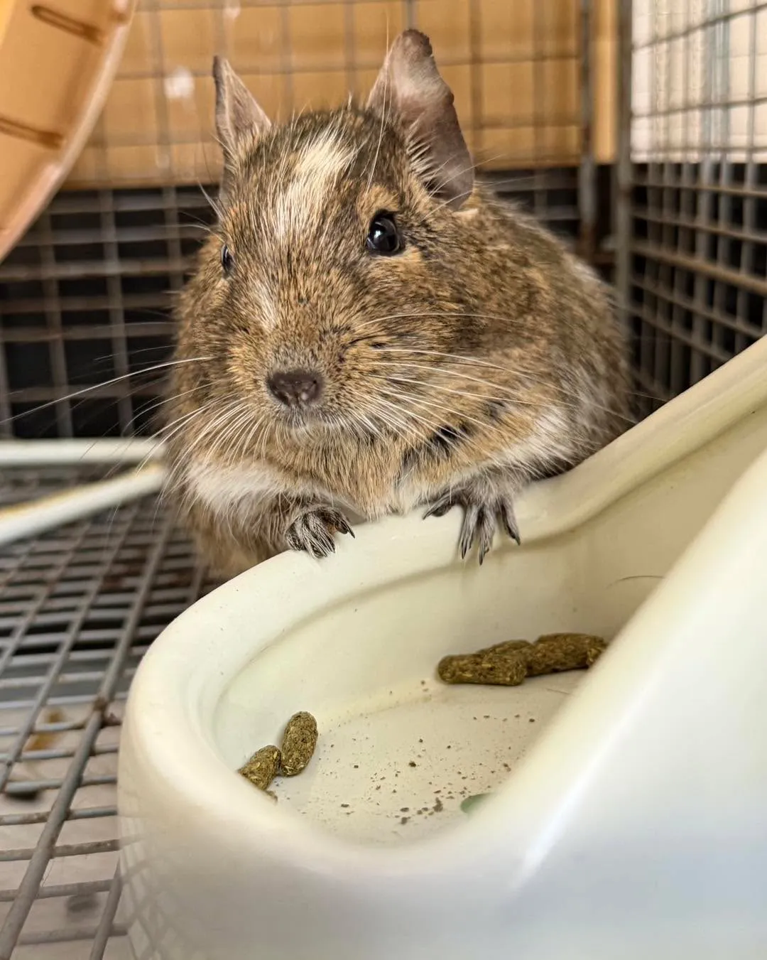 🦎🚕 テグーのももちゃん、東京から神戸へ長距離移動！