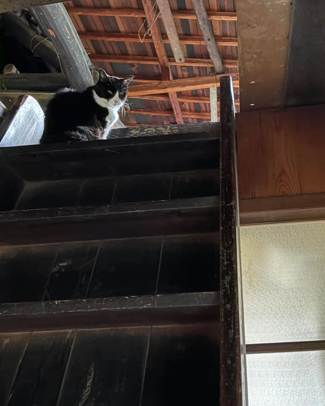 🐾 群馬県みなかみ町から富岡市の動物病院へ 🚐🐶