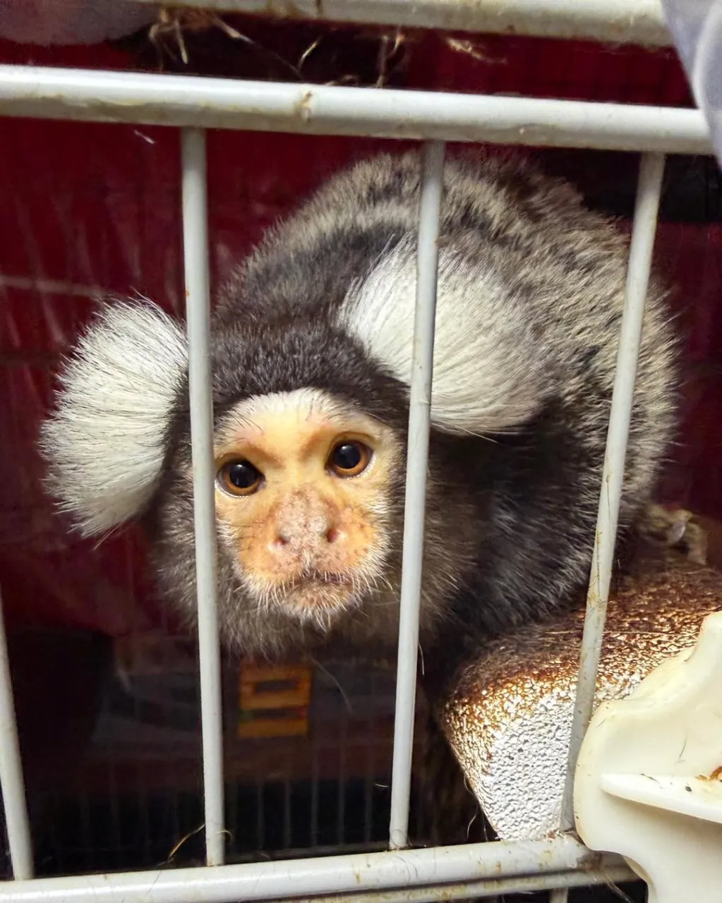 🐒✈️ コモンマーモセットの男の子&女の子、沖縄へ🌺