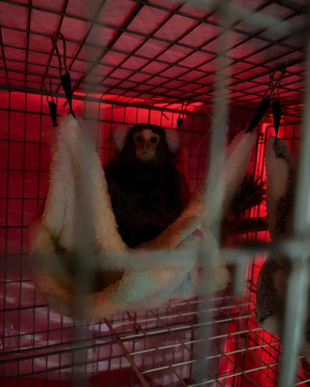 🐒✈️ コモンマーモセットの男の子＆女の子、沖縄へ🌺