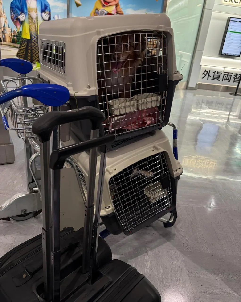🐶🐶🐱✈️ サンフランシスコから日本へ！