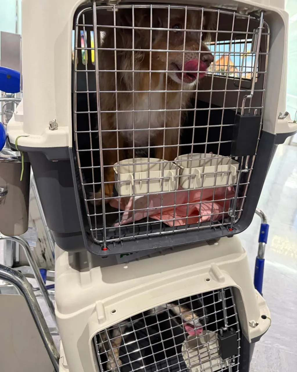 🐶🐶🐱✈️ サンフランシスコから日本へ！