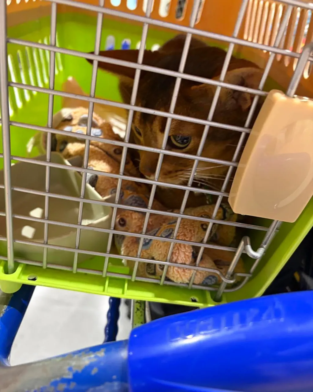 🐶🐶🐱✈️ サンフランシスコから日本へ！
