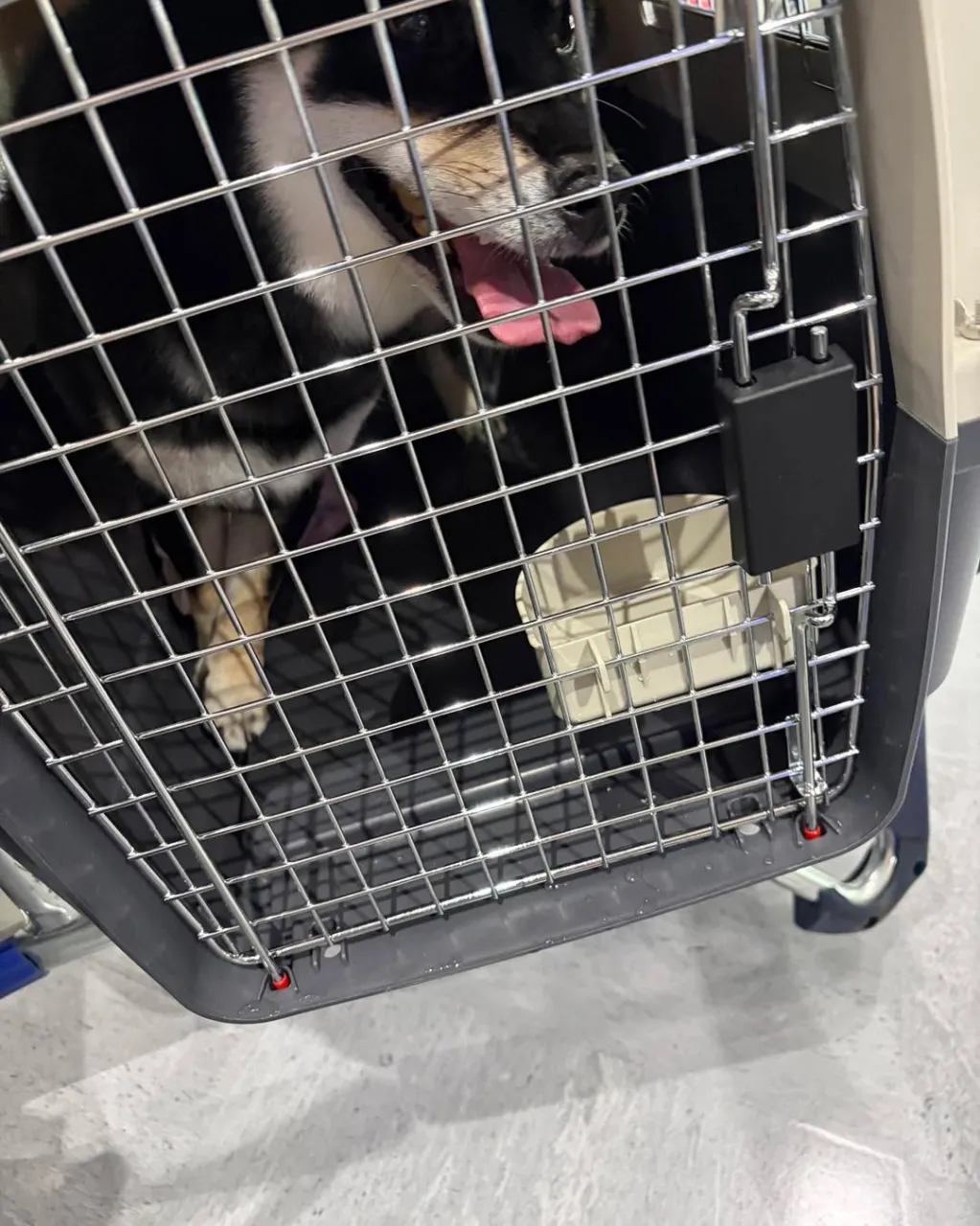 🐶🐶🐱✈️ サンフランシスコから日本へ！