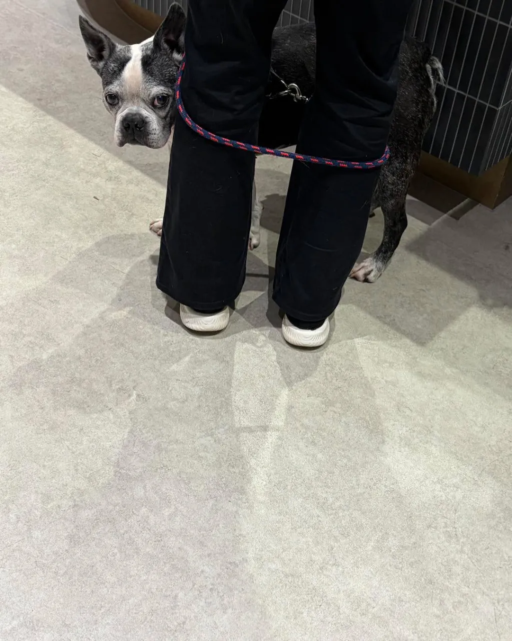 🐶🚕 夜間の緊急動物病院への送迎