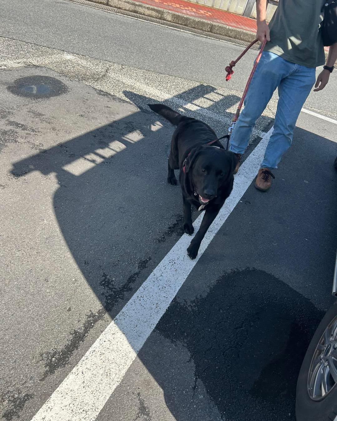 ペット空港送迎