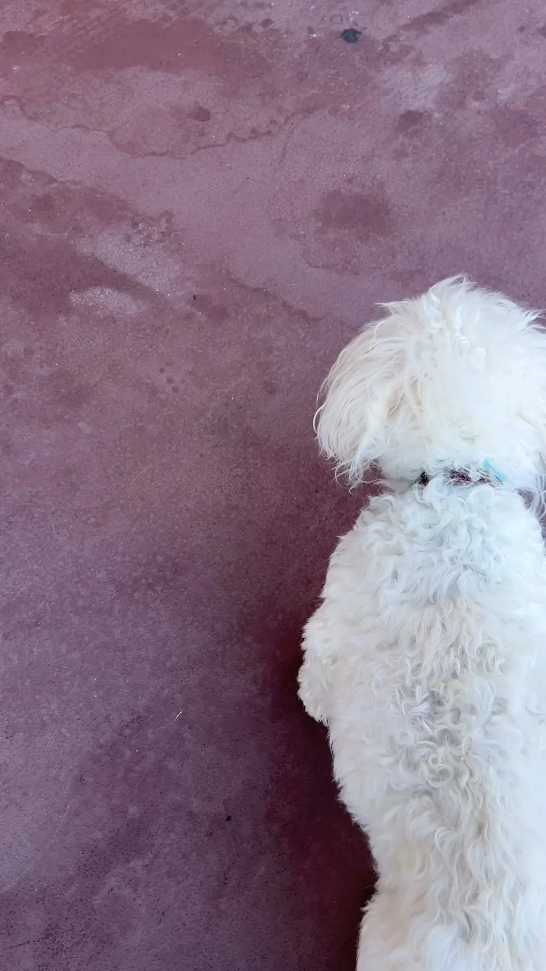 多摩境ペットフォレストの中にあるドクターオザワさんに通院して...