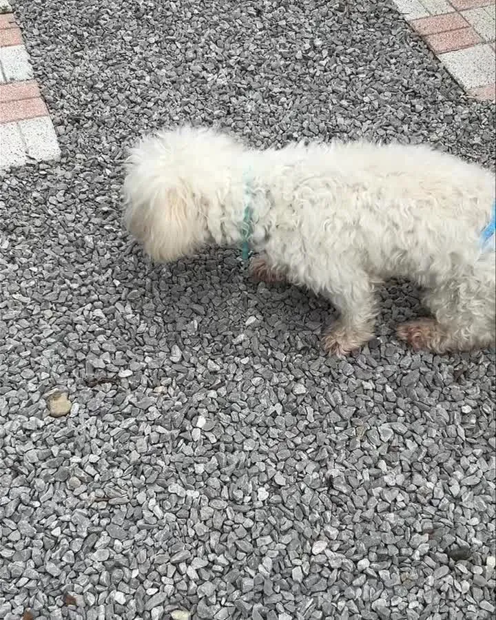 パールちゃん19才です。